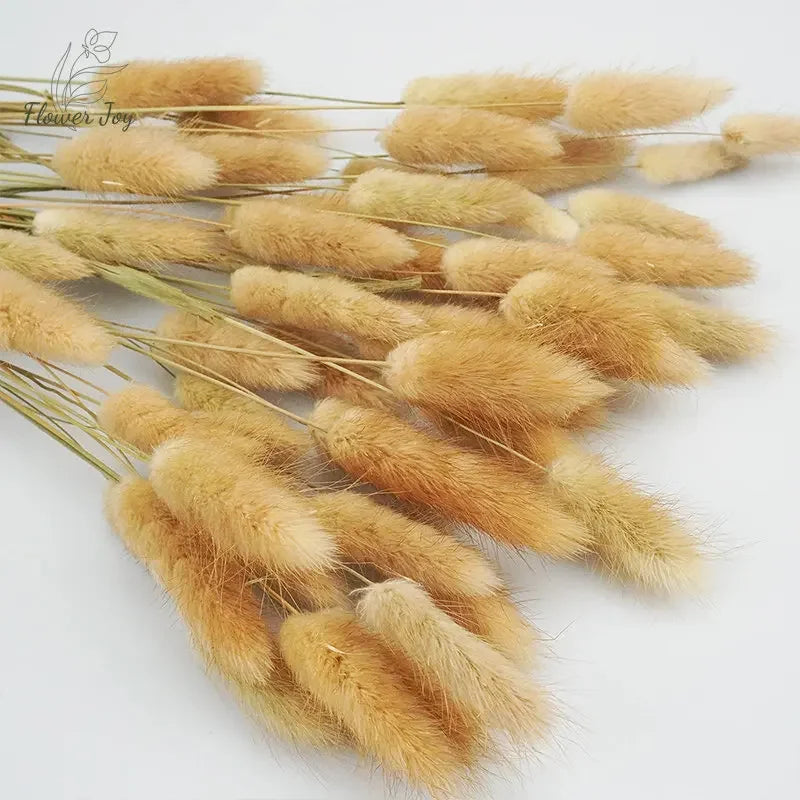 Brynn 60Pcs Dried Flowers Rabbit Tails Grass Bouquet